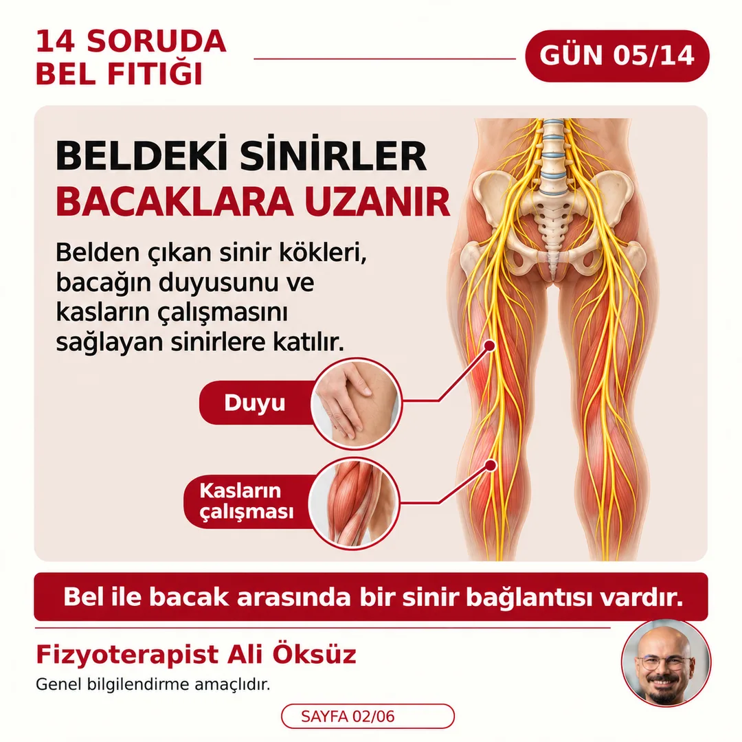Beldeki sinirler bacaklara uzanır: belden çıkan sinir kökleri bacağın duyusunu ve kasların çalışmasını sağlayan sinirlere katılır (şematik gösterim)
